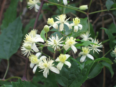 Fleurs comportant 4 ou 5 sépales blanches. Agrandir dans une nouvelle fenêtre (ou onglet)