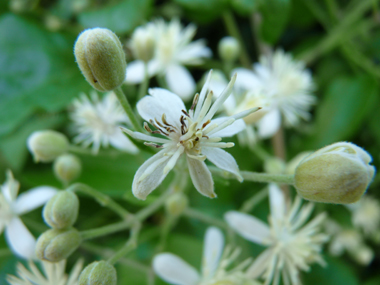 Fleurs comportant 4 ou 5 sépales blanches. Agrandir dans une nouvelle fenêtre (ou onglet)