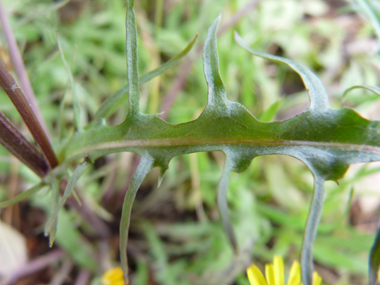 Feuilles alternes sessiles et lancéolées, le plus souvent dentées. Agrandir dans une nouvelle fenêtre (ou onglet)