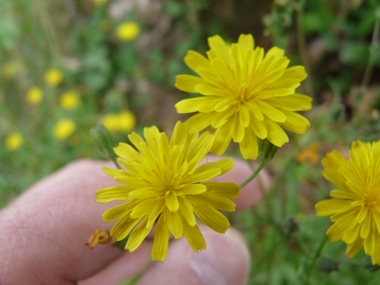 Fleurs jaunes groupées en capitules et rappelant une ombelle. Les stigmates sont jaune vif et les bractées de l'involucre bien écartées. Agrandir dans une nouvelle fenêtre (ou onglet)