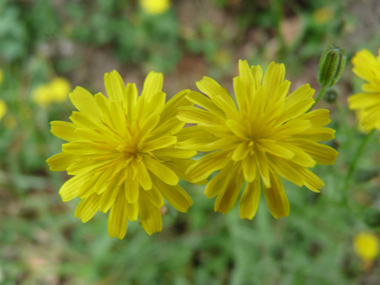 Fleurs jaunes groupées en capitules et rappelant une ombelle. Les stigmates sont jaune vif et les bractées de l'involucre bien écartées. Agrandir dans une nouvelle fenêtre (ou onglet)