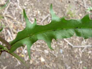 Feuilles alternes sessiles et lancéolées, le plus souvent dentées. Agrandir dans une nouvelle fenêtre (ou onglet)