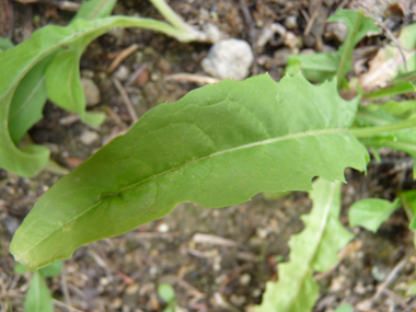 Feuilles alternes sessiles et lancéolées, le plus souvent dentées. Agrandir dans une nouvelle fenêtre (ou onglet)