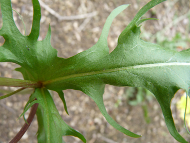 Feuilles alternes sessiles et lancéolées, le plus souvent dentées. Agrandir dans une nouvelle fenêtre (ou onglet)