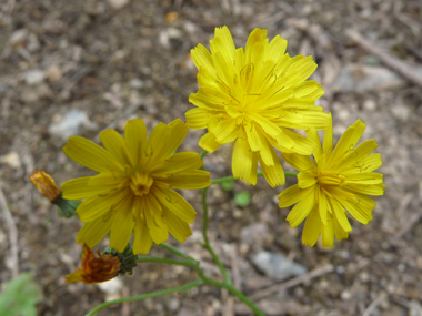 Fleurs jaunes groupées en capitules et rappelant une ombelle. Les stigmates sont jaune vif et les bractées de l'involucre bien écartées. Agrandir dans une nouvelle fenêtre (ou onglet)