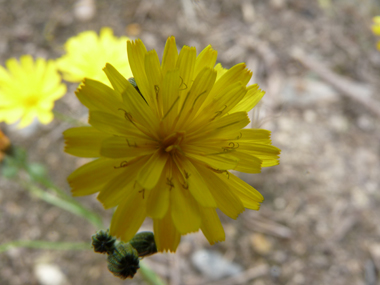 Fleurs jaunes groupées en capitules et rappelant une ombelle. Les stigmates sont jaune vif et les bractées de l'involucre bien écartées. Agrandir dans une nouvelle fenêtre (ou onglet)