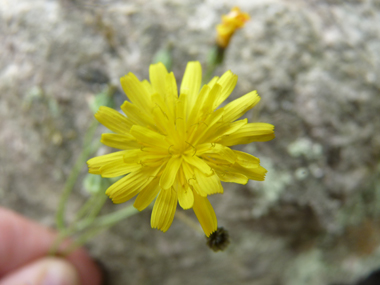 Fleurs jaunes groupées en capitules et rappelant une ombelle. Les stigmates sont jaune vif et les bractées de l'involucre bien écartées. Agrandir dans une nouvelle fenêtre (ou onglet)