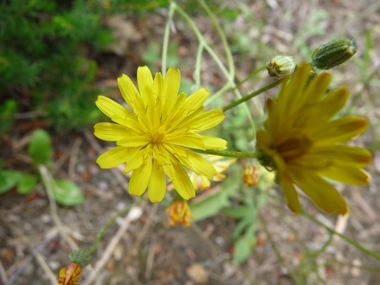 Fleurs jaunes groupées en capitules et rappelant une ombelle. Les stigmates sont jaune vif et les bractées de l'involucre bien écartées. Agrandir dans une nouvelle fenêtre (ou onglet)