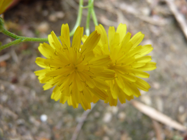 Fleurs jaunes groupées en capitules et rappelant une ombelle. Les stigmates sont jaune vif et les bractées de l'involucre bien écartées. Agrandir dans une nouvelle fenêtre (ou onglet)