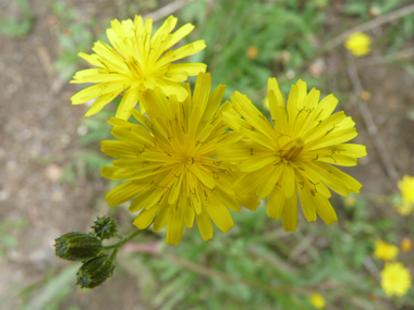 Fleurs jaunes groupées en capitules et rappelant une ombelle. Les stigmates sont jaune vif et les bractées de l'involucre bien écartées. Agrandir dans une nouvelle fenêtre (ou onglet)