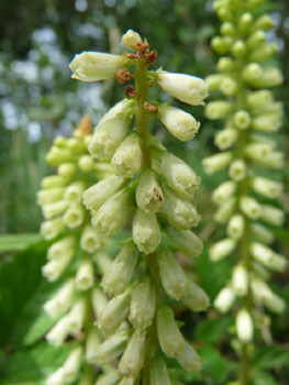 Fleur vert-jaune en forme de clochette pendante et comportant 10 étamines. Agrandir dans une nouvelle fenêtre (ou onglet)