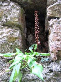 Plante commune sur les vieux murs. Agrandir dans une nouvelle fenêtre (ou onglet)