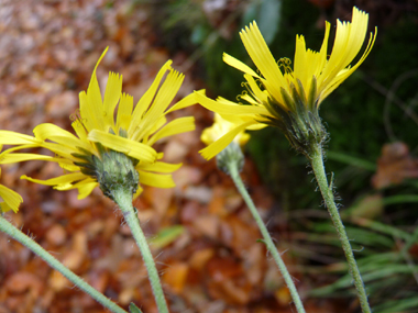 Fleurs jaunes en capitules réunis en corymbe. Agrandir dans une nouvelle fenêtre (ou onglet)