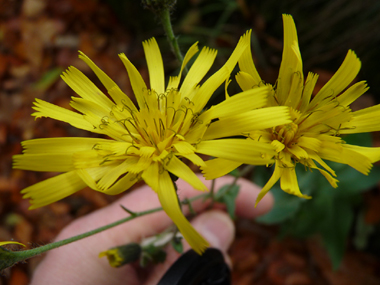 Fleurs jaunes en capitules réunis en corymbe. Agrandir dans une nouvelle fenêtre (ou onglet)