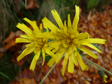 Fleurs jaunes en capitules réunis en corymbe. Agrandir dans une nouvelle fenêtre (ou onglet)