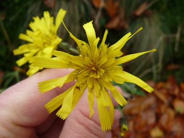 Fleurs jaunes en capitules réunis en corymbe. Agrandir dans une nouvelle fenêtre (ou onglet)