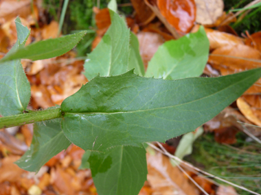 Très nombreuses feuilles caulinaires (jusque 50), dentées et de longueur réduite plus on monte dans la tige; il en est de même pour le pétiole qui disparait, les supérieures étant sessiles. Agrandir dans une nouvelle fenêtre ou onglet)