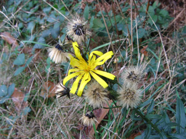 Fleurs jaunes en capitules réunis en corymbe. Agrandir dans une nouvelle fenêtre (ou onglet)