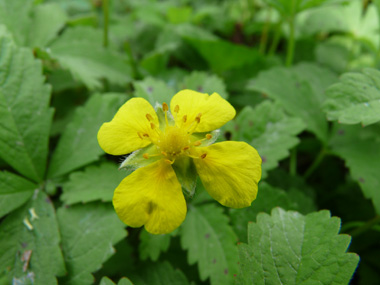 Fleurs jaunes atteignant 3 cm de diamètre et portées par un long pédoncule. Agrandir dans une nouvelle fenêtre (ou onglet)