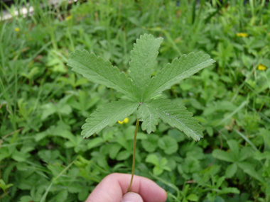 Feuilles comportant 5 folioles ovales dentés présents au bout d'un long pédoncule. Agrandir dans une nouvelle fenêtre (ou onglet)