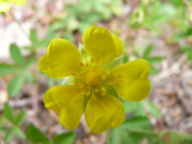 Fleurs jaunes atteignant 3 cm de diamètre et portées par un long pédoncule. Agrandir dans une nouvelle fenêtre (ou onglet)