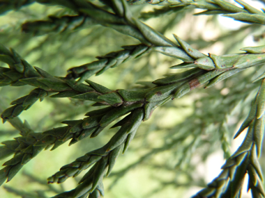 Feuilles formant des petites (3-8 cm de long) aiguilles  raides de couleur vert sombre. Agrandir dans une nouvelle fenêtre (ou onglet)