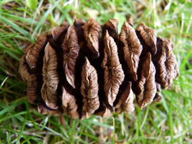 Cônes ovoïdes de 6-8 cm de long comportant 25 à 40 écailles. Agrandir dans une nouvelle fenêtre (ou onglet)