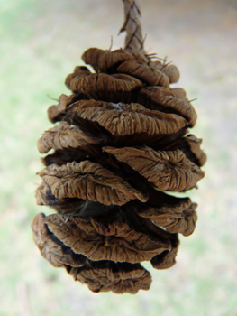 Cônes ovoïdes de 6-8 cm de long comportant 25 à 40 écailles. Agrandir dans une nouvelle fenêtre (ou onglet)