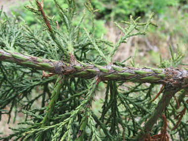 Feuilles formant des petites (3-8 cm de long) aiguilles  raides de couleur vert sombre. Agrandir dans une nouvelle fenêtre (ou onglet)