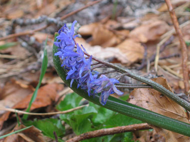 Fleurs généralement bleues. Agrandir dans une nouvelle fenêtre (ou onglet)