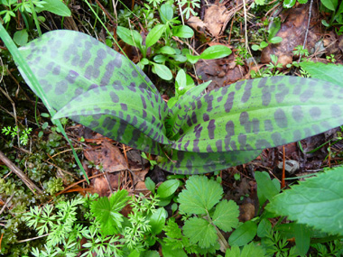 Feuilles lancéolées tachetées de brun. Agrandir dans une nouvelle fenêtre (ou onglet)