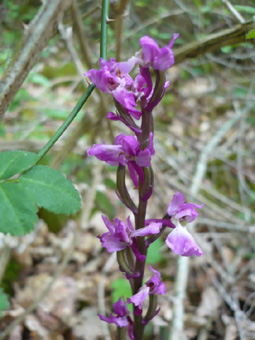 Fleurs regroupées en épi de couleur rosée et légèrement tachetée de pourpre