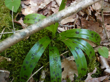 Feuilles lancéolées tachetées de brun. Agrandir dans une nouvelle fenêtre (ou onglet)