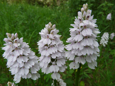 Fleurs regroupées en épi de couleur rosée et légèrement tachetée de pourpre