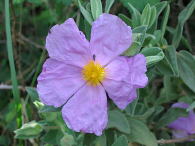 Grosses fleurs roses à 5 pétales roses tirant sur le pourpre, 5 sépales dont 2 grands et 3 petits. Agrandir dans une nouvelle fenêtre (ou onglet)