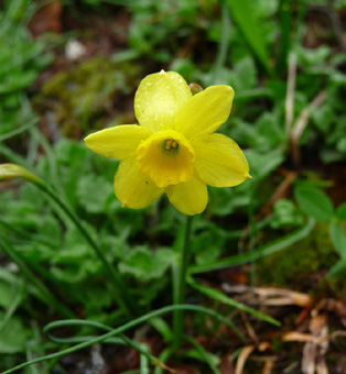 Unique fleur jaune peu odorante et longue de 4 cm. Agrandir dans une nouvelle fenêtre (ou onglet)