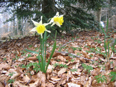 Unique fleur jaune peu odorante et longue de 4 cm. Agrandir dans une nouvelle fenêtre (ou onglet)