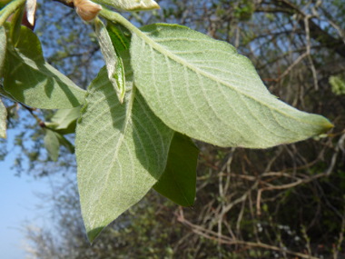 Face inférieure des feuilles cendré tomenteux. Agrandir dans une nouvelle fenêtre (ou onglet)