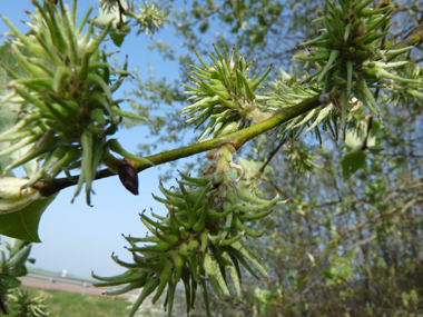 Fleurs femelles. Agrandir dans une nouvelle fenêtre (ou onglet)