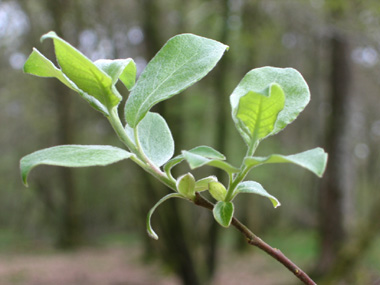 Feuilles alternes de 5-10 mm de long, lancéolées et à l'envers cendré tomenteux. En coin à la base, la plus grande largeur se trouve dans le tiers supérieur. Agrandir dans une nouvelle fenêtre (ou onglet)