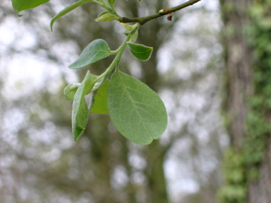 Face inférieure des feuilles cendré tomenteux. Agrandir dans une nouvelle fenêtre (ou onglet)