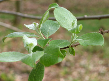 Feuilles alternes de 5-10 mm de long, lancéolées et à l'envers cendré tomenteux. En coin à la base, la plus grande largeur se trouve dans le tiers supérieur. Agrandir dans une nouvelle fenêtre (ou onglet)