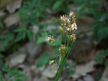 Inflorescence formant une ombelle compacte comportant de 4 à 10 ramifications. Les fleurs rousses étant réunies en petites boules comportant de nombreuses fleurs. Agrandir dans une nouvelle fenêtre (ou onglet)