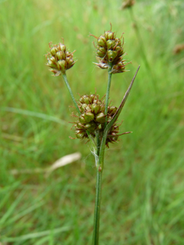 Inflorescence formant une ombelle compacte comportant de 4 à 10 ramifications. Les fleurs rousses étant réunies en petites boules comportant de nombreuses fleurs. Agrandir dans une nouvelle fenêtre (ou onglet)