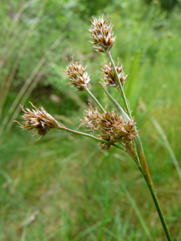 Inflorescence formant une ombelle compacte comportant de 4 à 10 ramifications. Les fleurs rousses étant réunies en petites boules comportant de nombreuses fleurs. Agrandir dans une nouvelle fenêtre (ou onglet)