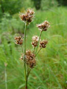 Inflorescence formant une ombelle compacte comportant de 4 à 10 ramifications. Les fleurs rousses étant réunies en petites boules comportant de nombreuses fleurs. Agrandir dans une nouvelle fenêtre (ou onglet)