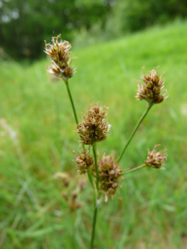 Inflorescence formant une ombelle compacte comportant de 4 à 10 ramifications. Les fleurs rousses étant réunies en petites boules comportant de nombreuses fleurs. Agrandir dans une nouvelle fenêtre (ou onglet)