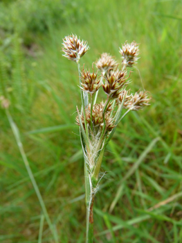 Inflorescence formant une ombelle compacte comportant de 4 à 10 ramifications. Les fleurs rousses étant réunies en petites boules comportant de nombreuses fleurs. Agrandir dans une nouvelle fenêtre (ou onglet)