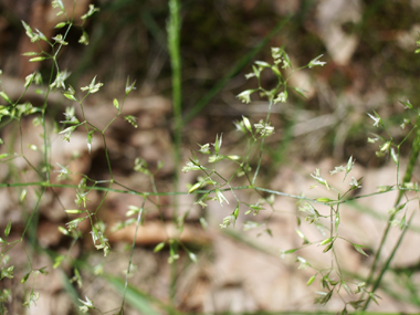 Inflorescence composée de fins rameaux, l'ensemble composant une large panicule, les épillets pouvant atteindre 3 millimètres de longueur. Agrandir dans une nouvelle fenêtre (ou onglet)