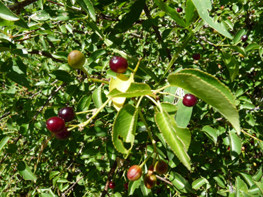 Petits fruits sphériques (drupes), d'abord rouges puis noires et brillantes. Agrandir dans une nouvelle fenêtre (ou onglet)